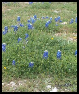 Roadside patch of Bluebonnets in central Texas.