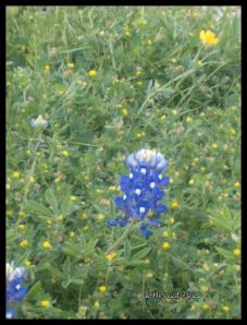 Bluebonnet