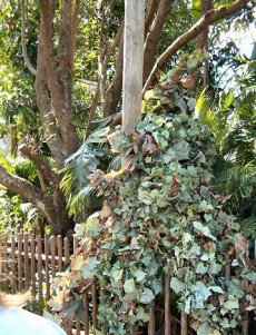 Human tree in Animal Kingdom.