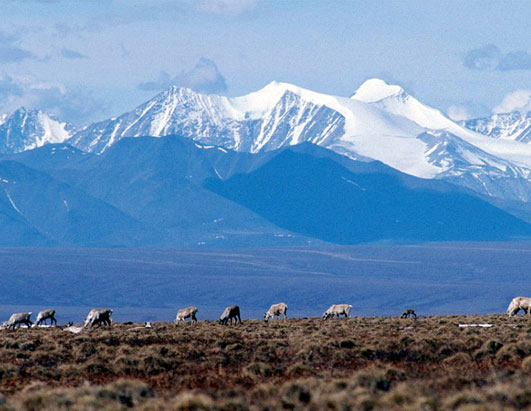 Arctic National Wildlife Refuge