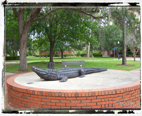 Gator statue on the UF campus