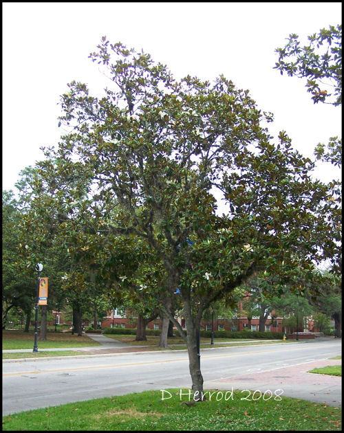 Magnolia Tree