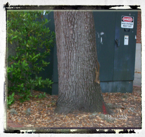Squirrels playing