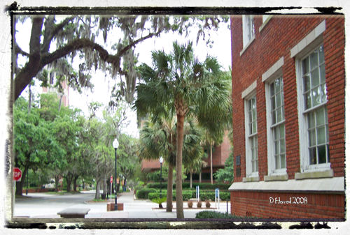 University of Florida