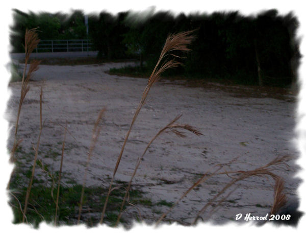 Grass Blowing in the Wind