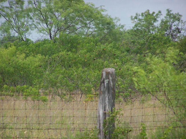 Mesquite trees blowing in the wind.