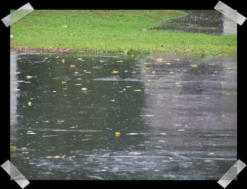 Leaves and rain covered parking lot. You can see the retention pond in the back ground.