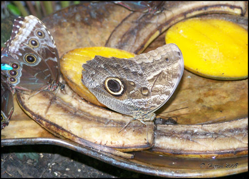 Look at how this butterfly disguises itself.