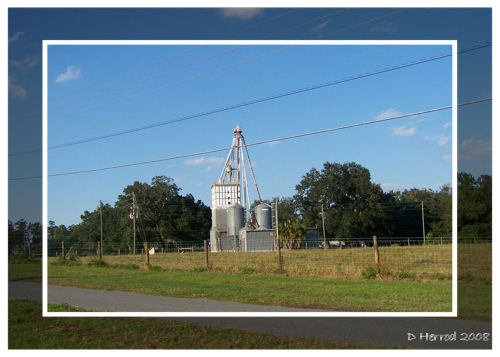 At the end of my street are teaching fields used by University of Florida agricultral programs.