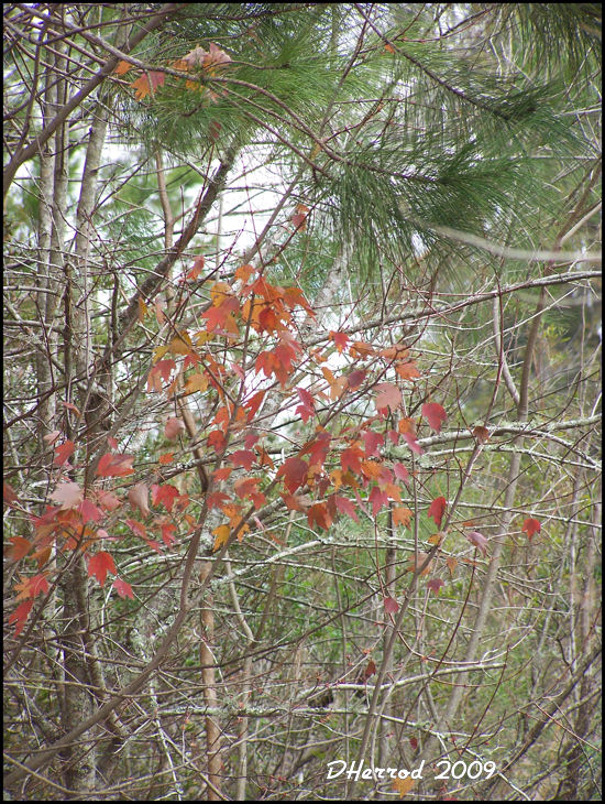 Just because I like the contrast of colors.