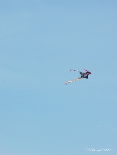 kite
