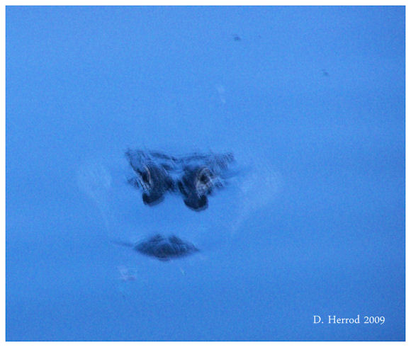 Alligator swimming in Lake Alice.