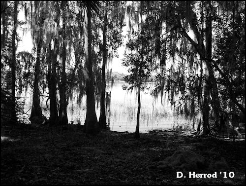 I really enjoy using the black & white settings on my camera. I like how the lake is peaking through the trees.
