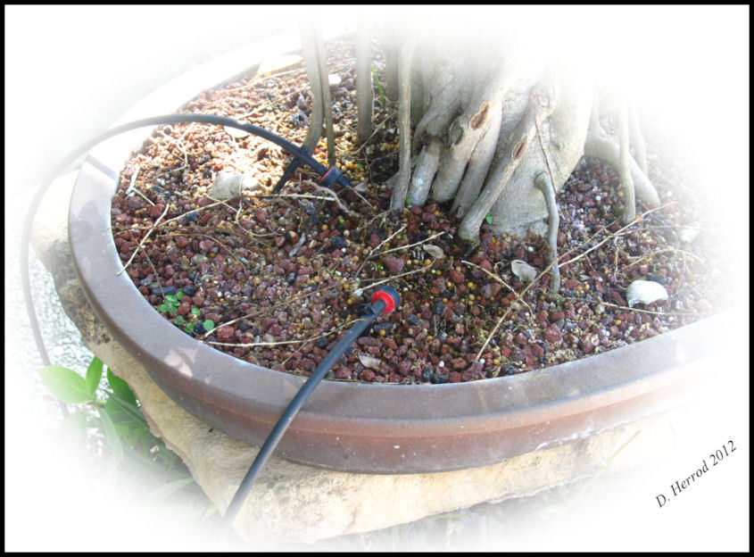 Bonsai water system