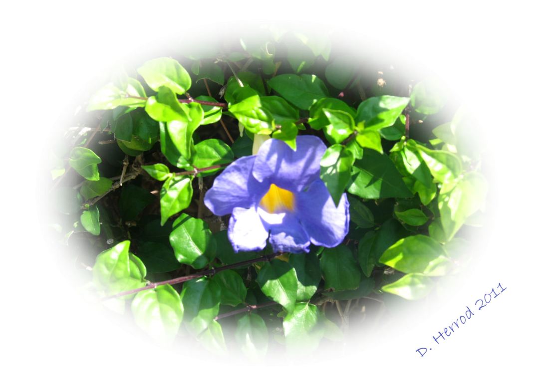 Photo Challenge: Purple