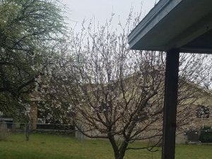 Tree with new blooms