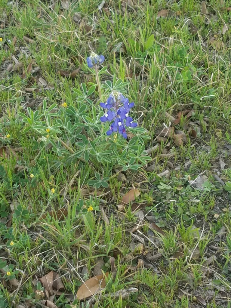 1st bluebonnet