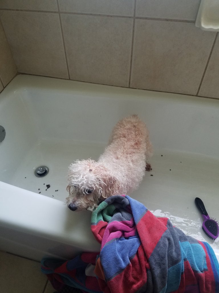 Maddie getting a bath.