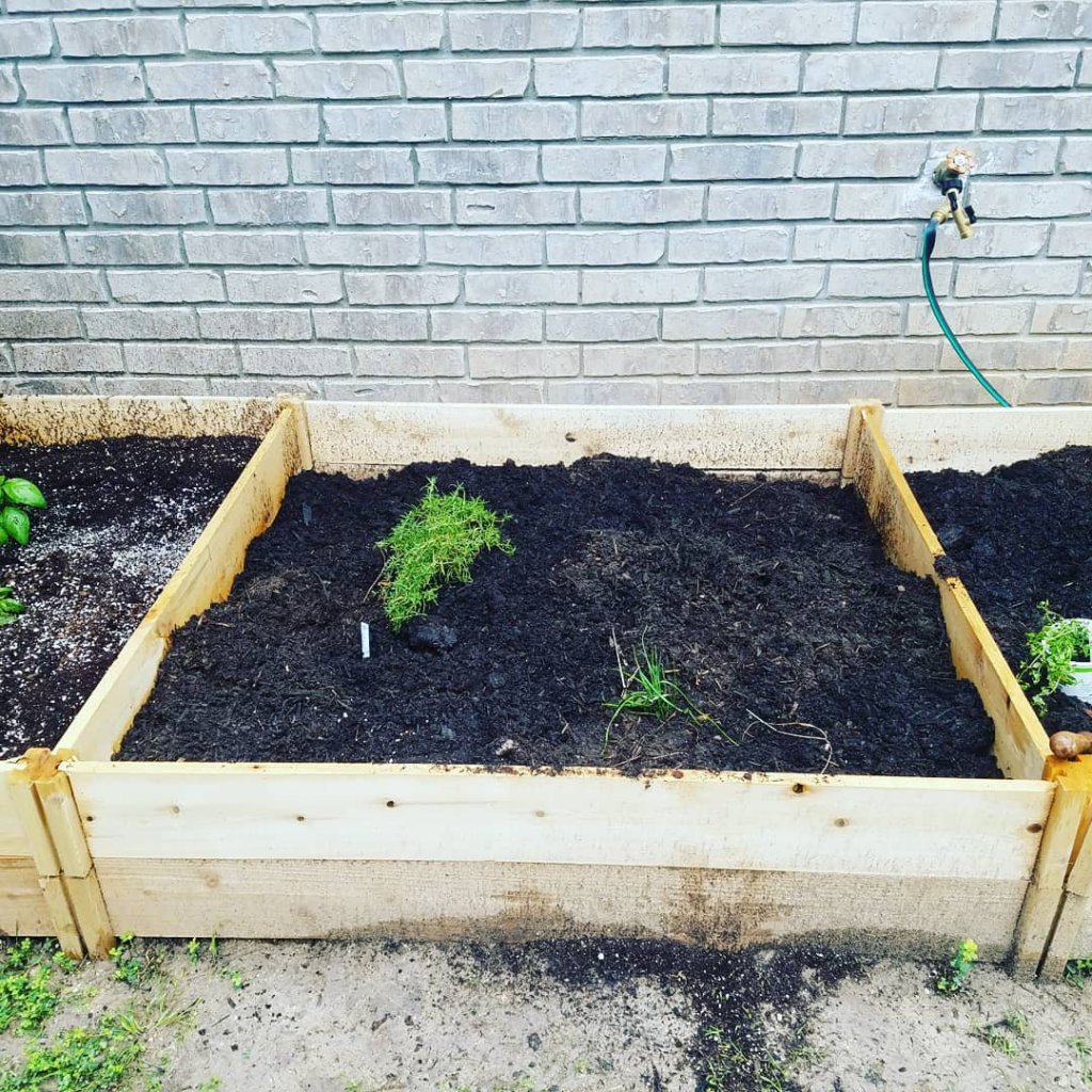 Box 2 rosemary and chives