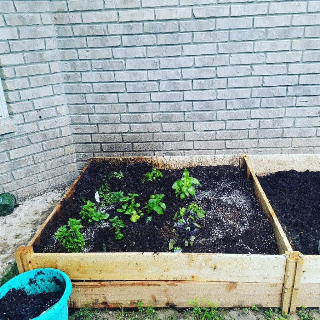 Raised Bed Garden Box 1