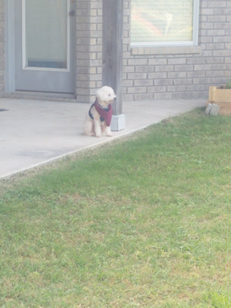 Maddie surveying her domain. 