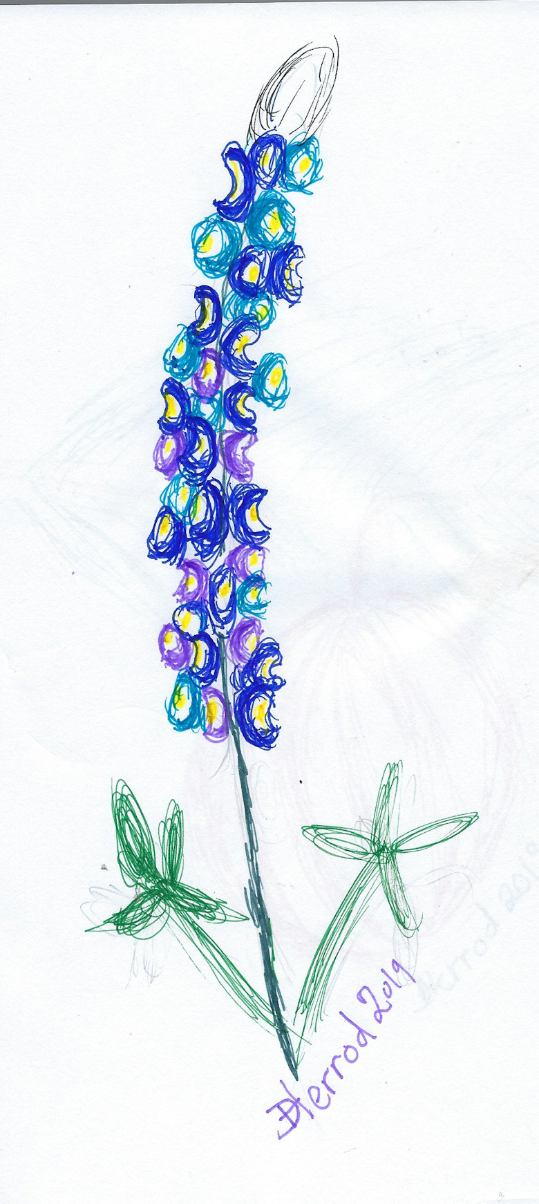Ink drawing of bluebonnets.