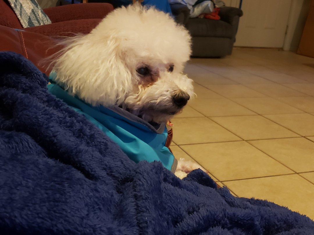 Maddie Mae on the couch.