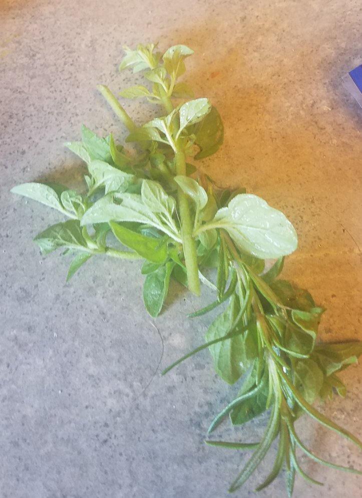 Fresh oregano