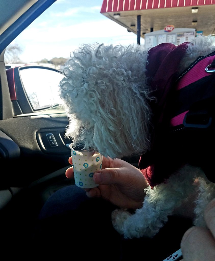 Maddie enjoying a puppachino from Mojo's.