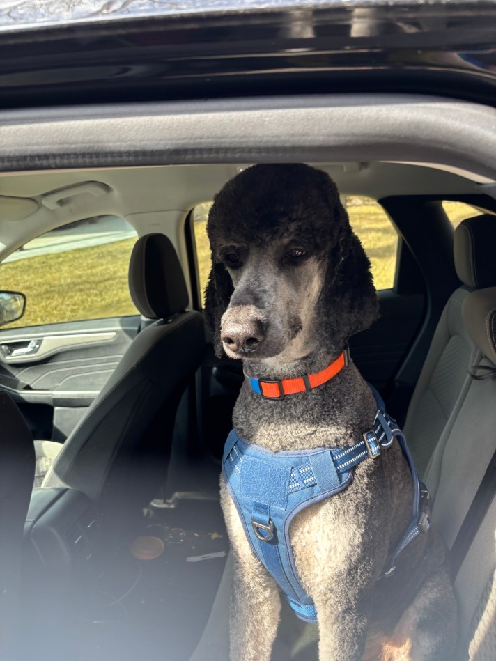 Leo after a visit to the spa.