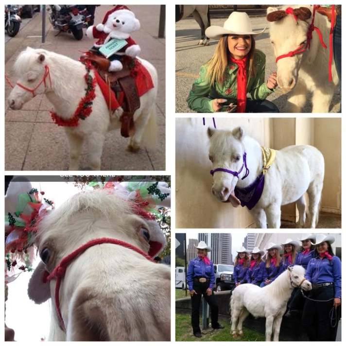 Titan, the miniature 6 White Horse
